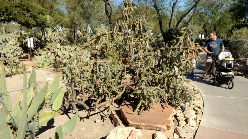 Opuntia fulgida plantplacesimage20161106_121114.jpg