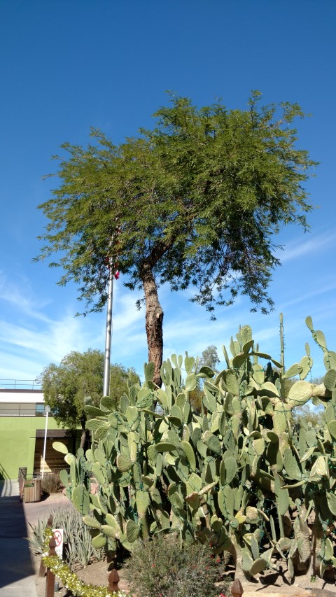 Prosopis chilensis plantplacesimage20161106_121534.jpg