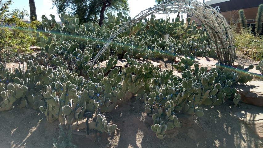 Opuntia microdasys plantplacesimage20161106_122008.jpg