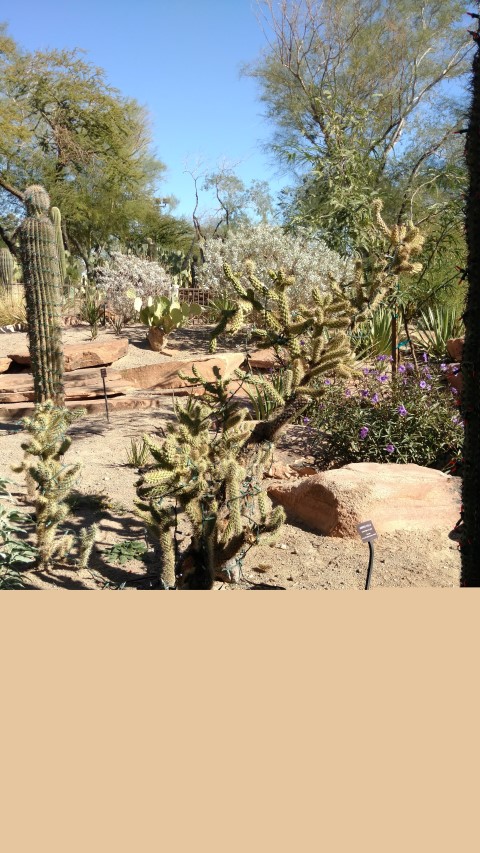 Opuntia fulgida plantplacesimage20161106_122351.jpg