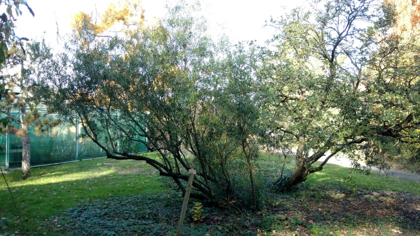 Phillyrea angustifolia plantplacesimage20161120_131656.jpg