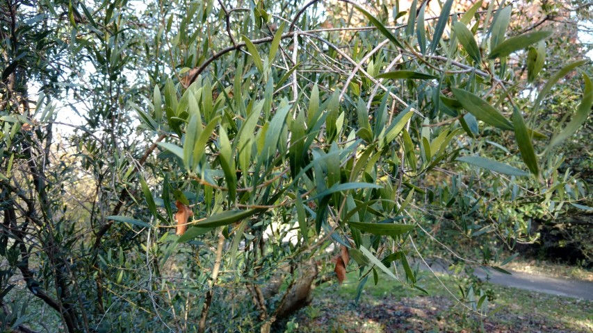 Phillyrea angustifolia plantplacesimage20161120_131723.jpg