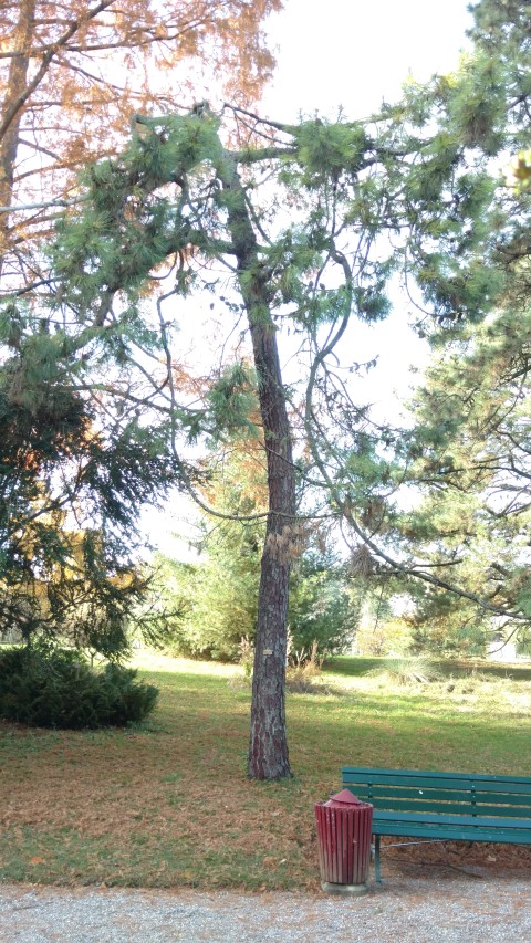 Pinus pinaster plantplacesimage20161120_133002.jpg