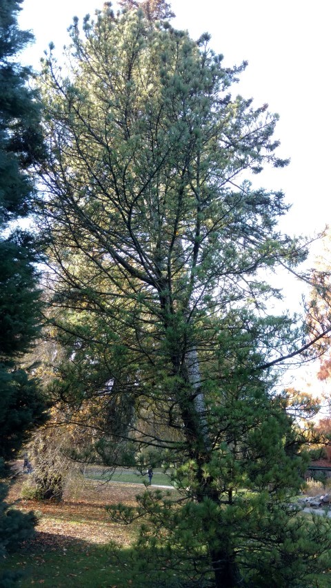 Pinus cembra plantplacesimage20161120_133655.jpg