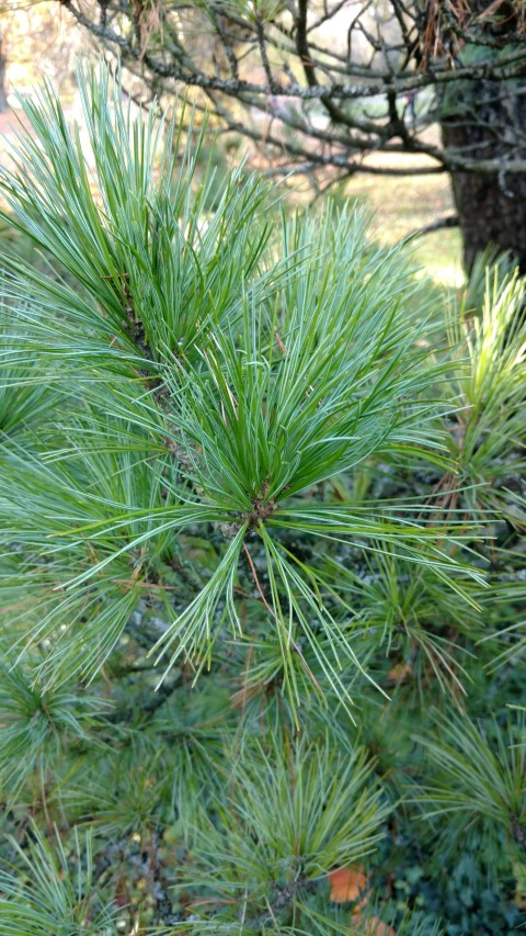 Pinus cembra plantplacesimage20161120_133716.jpg