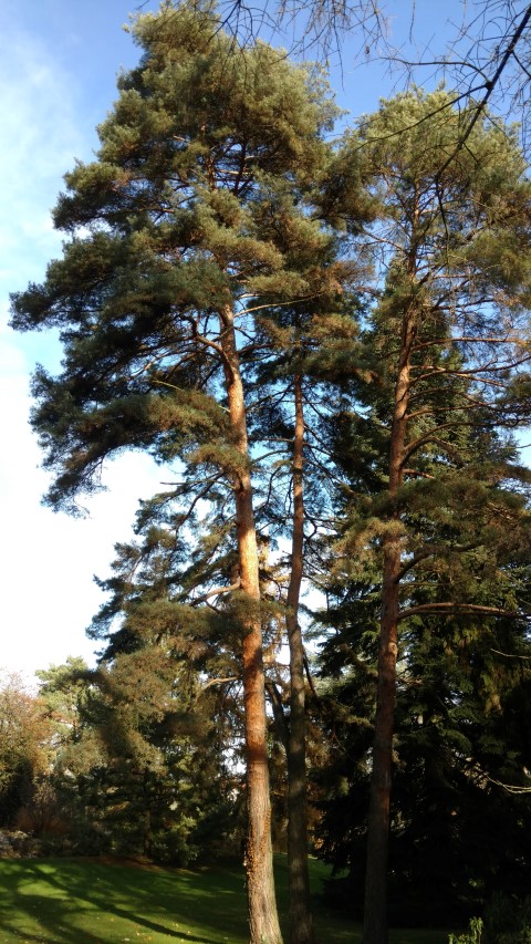 Pinus sylvestris plantplacesimage20161120_133922.jpg