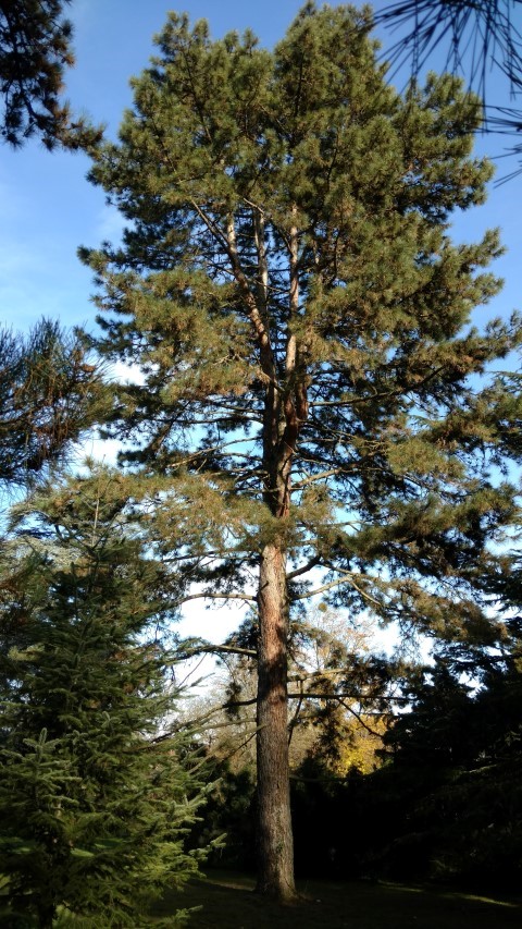Pinus nigra plantplacesimage20161120_134424.jpg