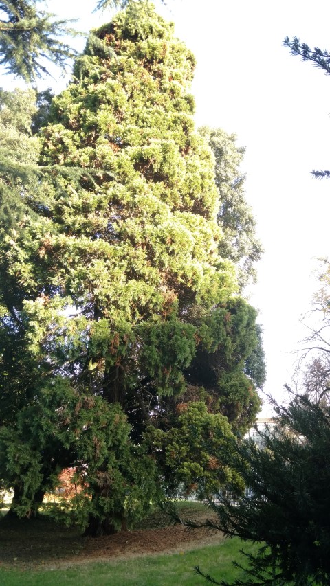 Sequoiadendron giganteum plantplacesimage20161120_135408.jpg