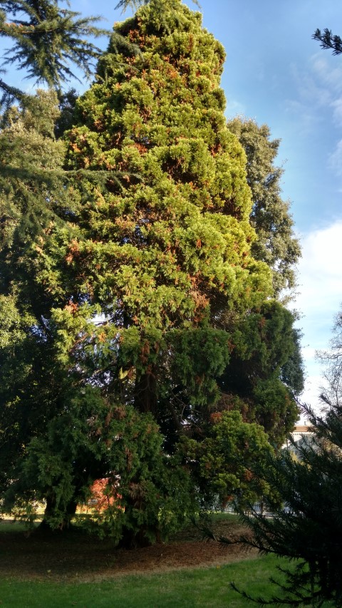 Sequoiadendron giganteum plantplacesimage20161120_135434.jpg