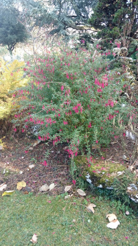Fuchsia magellanica plantplacesimage20161120_141311.jpg