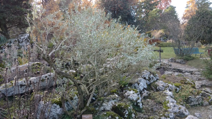 Atriplex canescens plantplacesimage20161120_141518.jpg