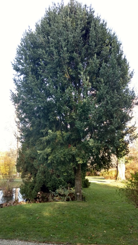 Podocarpus andinus plantplacesimage20161120_141834.jpg