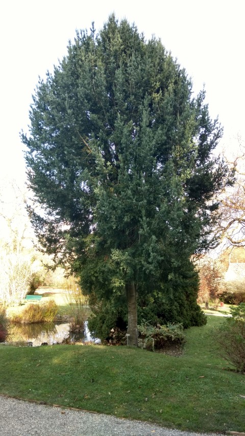 Podocarpus andinus plantplacesimage20161120_141902.jpg