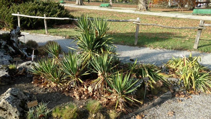 Stipa pennata plantplacesimage20161120_142724.jpg