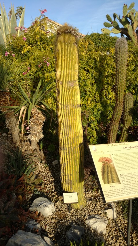 Neobuxmaunia polypha plantplacesimage20161126_154259.jpg