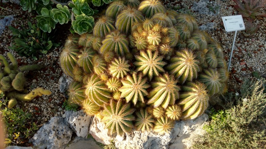 Eriocephala magnifica plantplacesimage20161126_155051.jpg