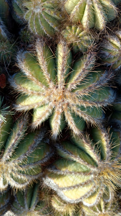 Eriocephala magnifica plantplacesimage20161126_155104.jpg