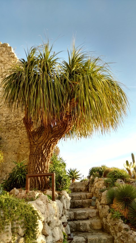 Nolina longifolia plantplacesimage20161126_155633.jpg