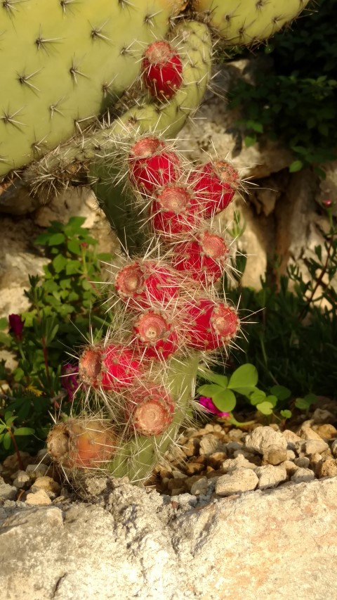 Optunia erinaceae plantplacesimage20161126_160607.jpg