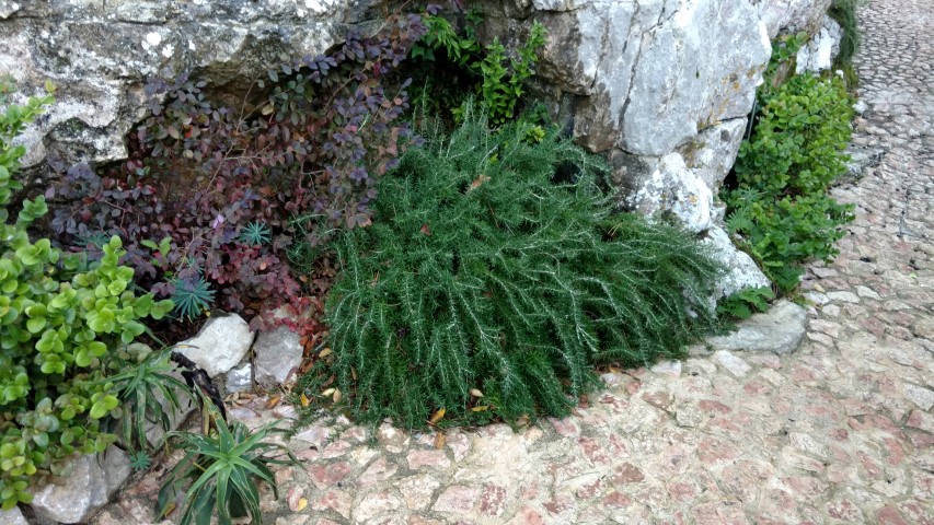 Rosmarinus officinalis plantplacesimage20161126_161339.jpg