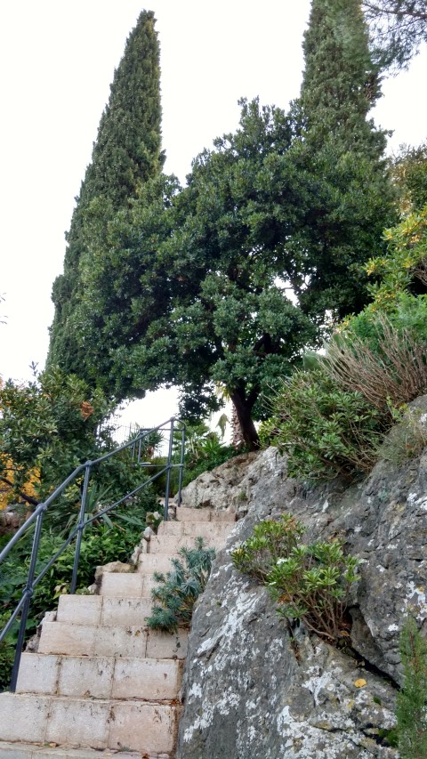 Arbustus unedo plantplacesimage20161126_161408.jpg