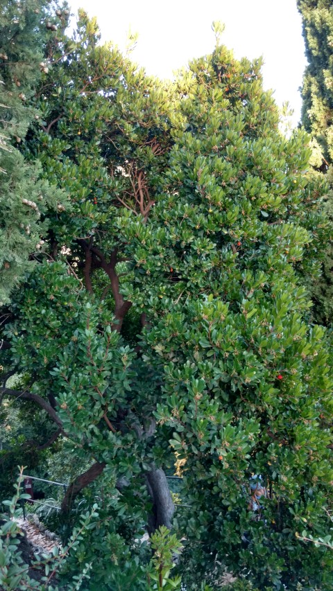 Arbustus unedo plantplacesimage20161126_161536.jpg