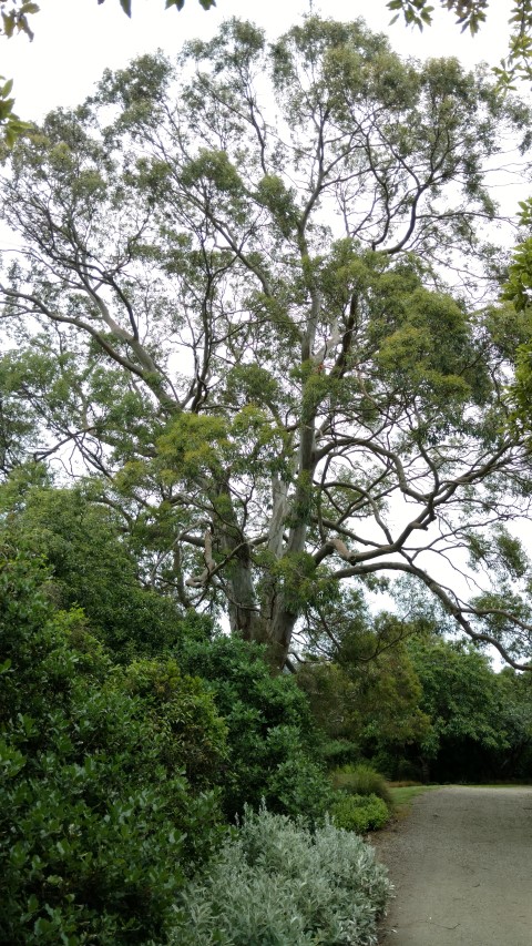 Eucalyptus gunnii plantplacesimage20161213_110220.jpg