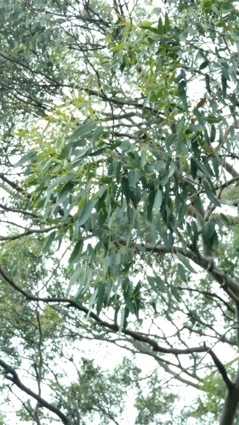 Eucalyptus gunnii plantplacesimage20161213_110237.jpg