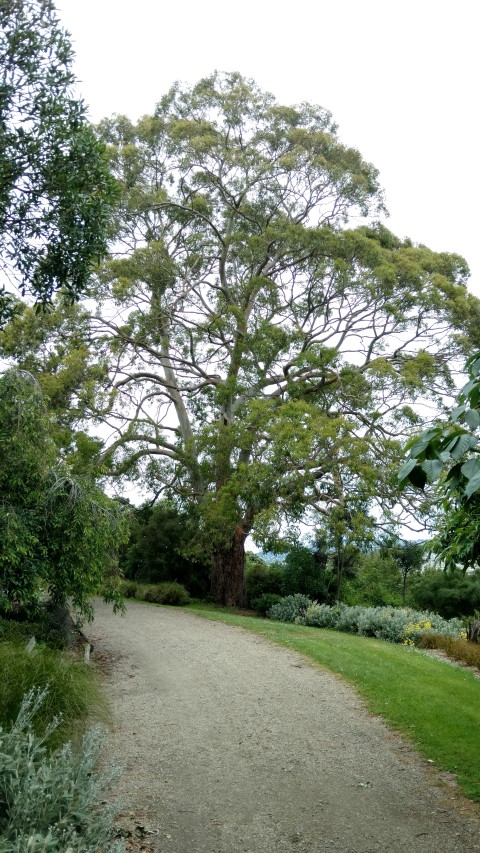 Eucalyptus gunnii plantplacesimage20161213_110310.jpg
