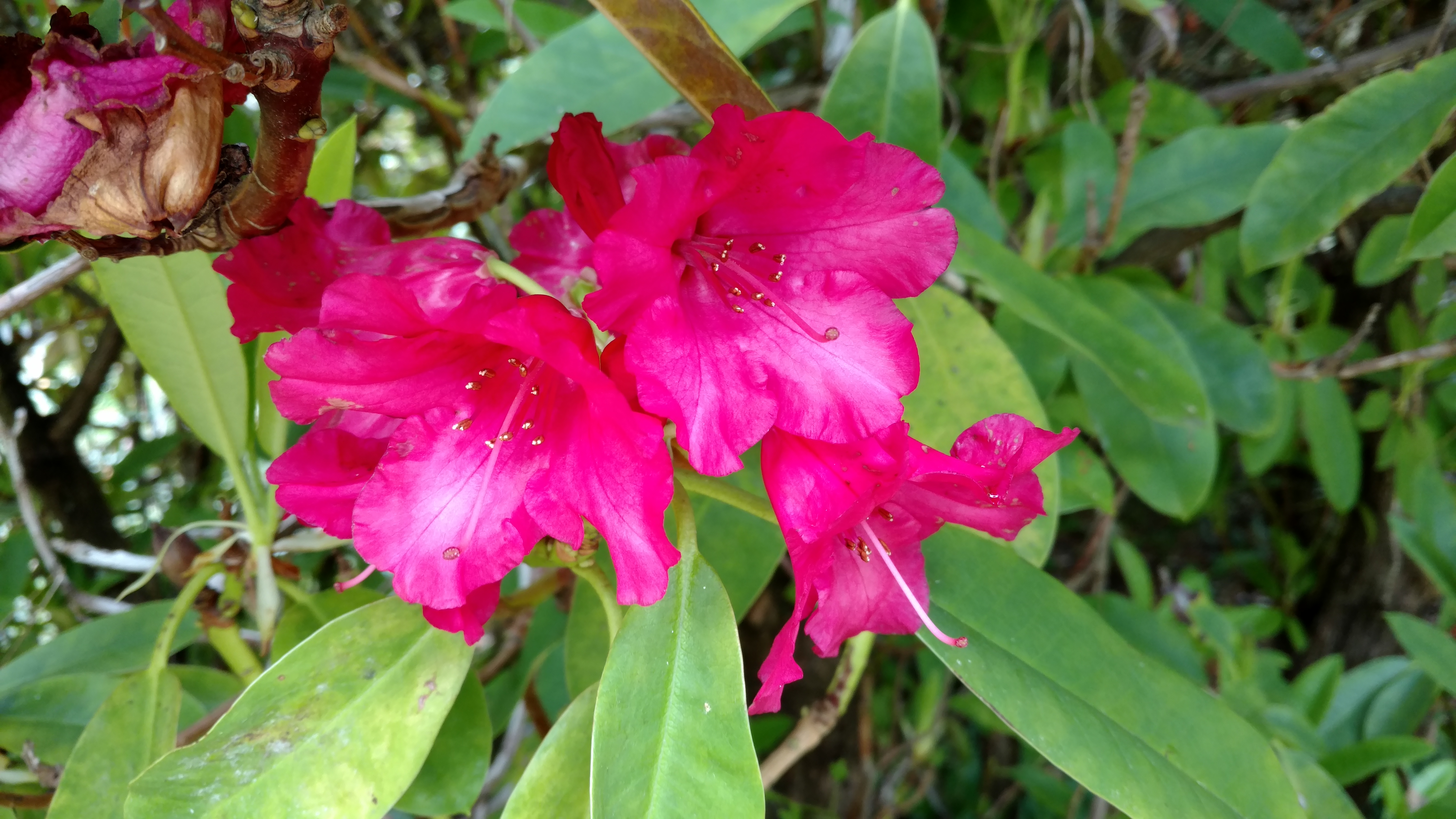Rhododendron spp plantplacesimage20161213_112831.jpg