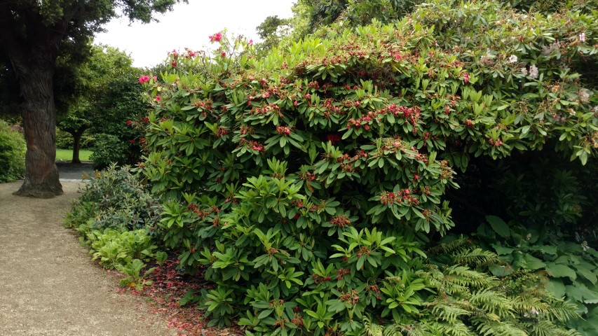 Rhododendron spp plantplacesimage20161213_112856.jpg