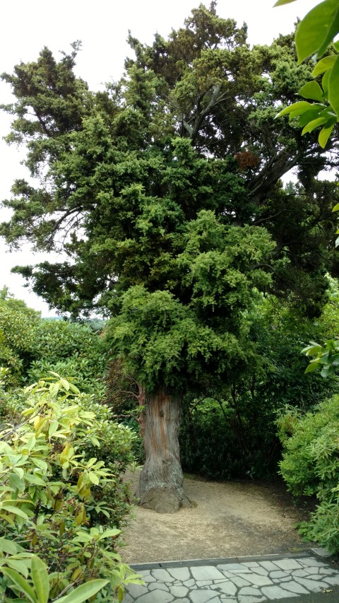 Podocarpus totara plantplacesimage20161213_113000.jpg