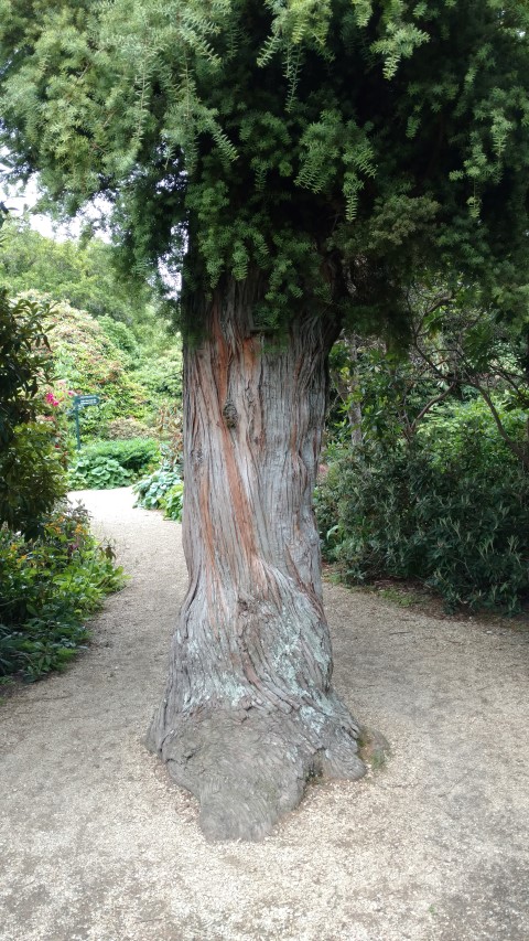 Podocarpus totara plantplacesimage20161213_113016.jpg