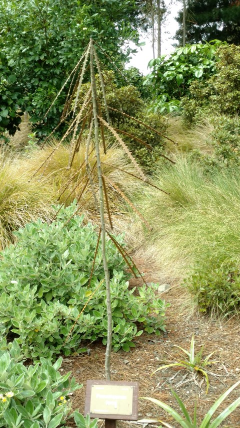 Pseudopanax ferox plantplacesimage20161213_114833.jpg