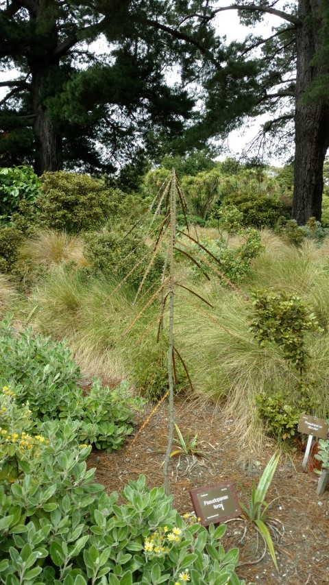 Pseudopanax ferox plantplacesimage20161213_114849.jpg