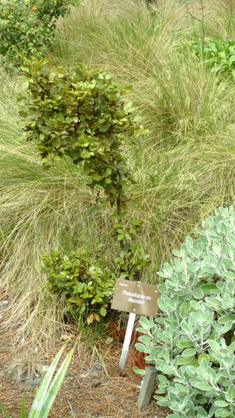 Pseudopanax discolor plantplacesimage20161213_114946.jpg