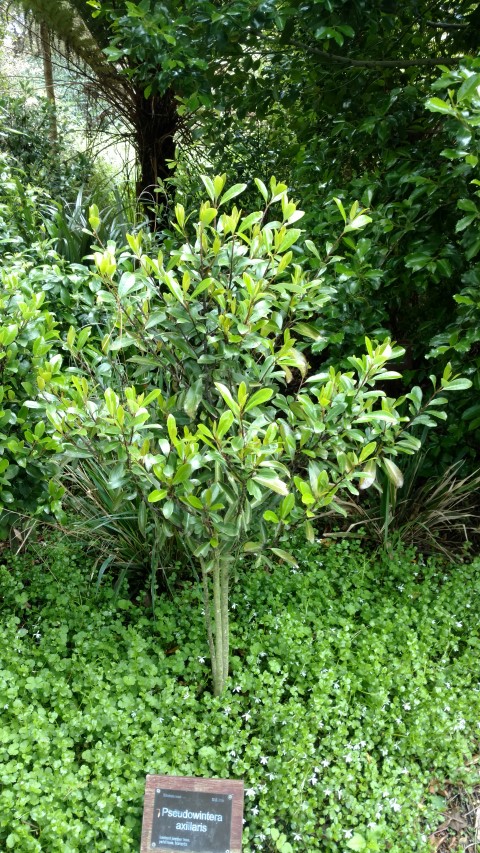 Pseudowinteria axillaris plantplacesimage20161213_115345.jpg