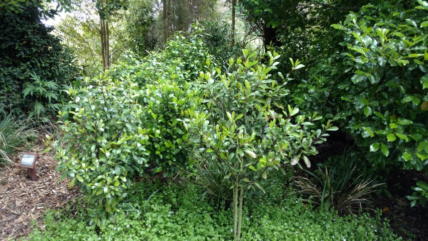 Pseudowinteria axillaris plantplacesimage20161213_115402.jpg