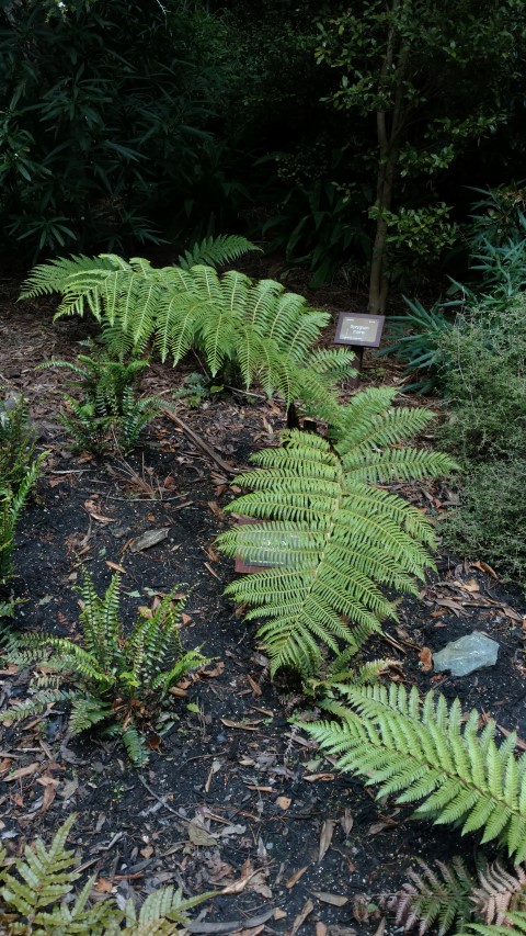Cyathea medularis plantplacesimage20161213_115601.jpg