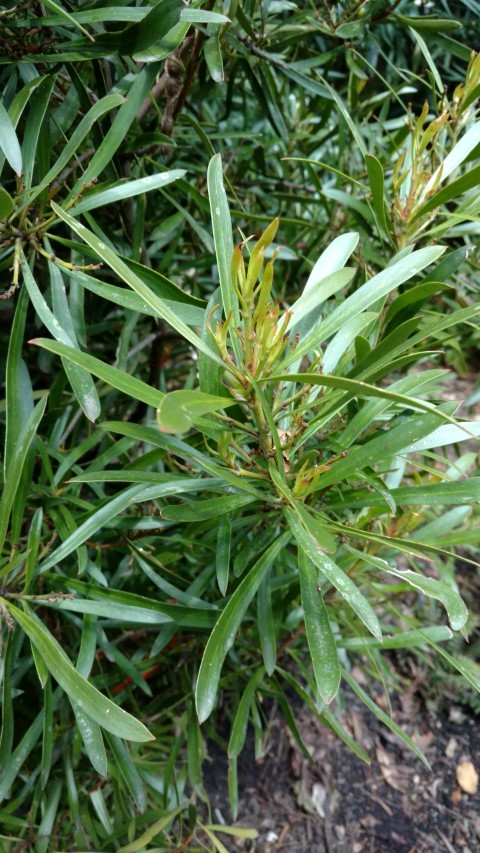 Toronia toru plantplacesimage20161213_115648.jpg