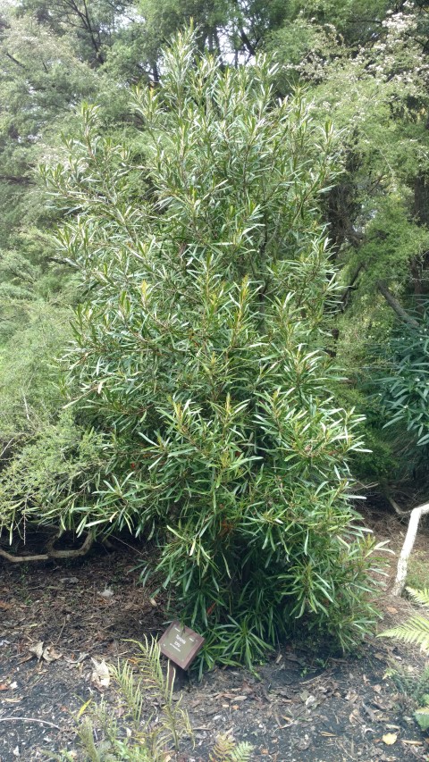 Toronia toru plantplacesimage20161213_115701.jpg