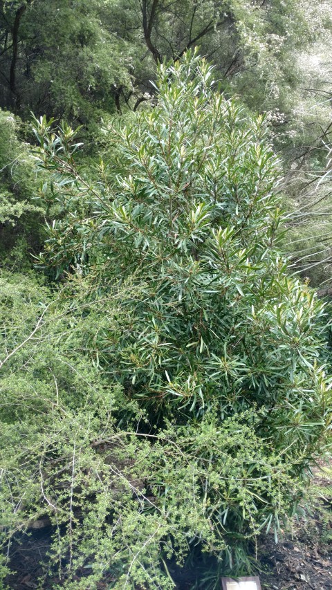 Toronia toru plantplacesimage20161213_115715.jpg