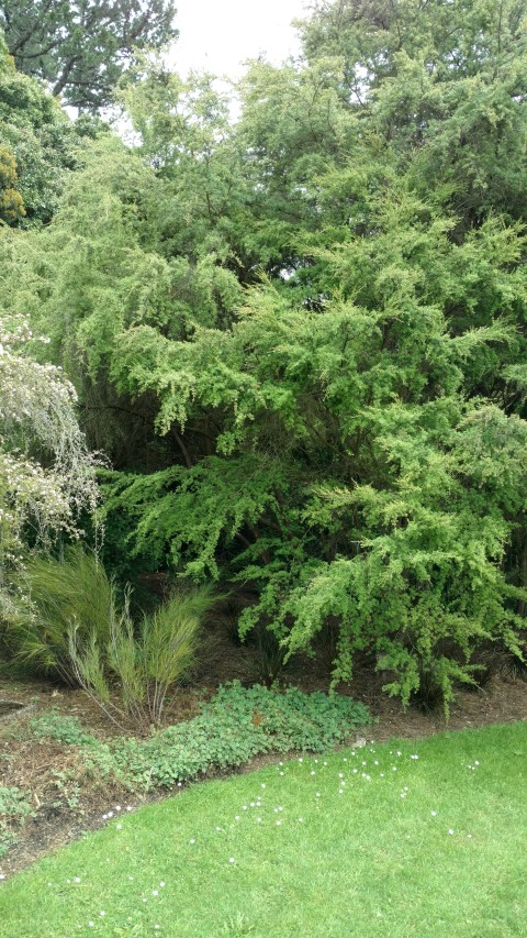 Kunzea sinclairii plantplacesimage20161213_115821.jpg