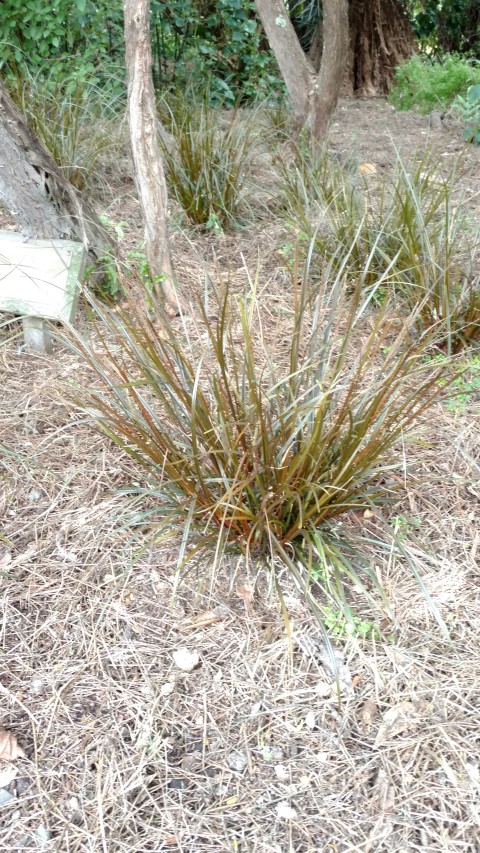 Uncinia uncinata plantplacesimage20161213_120343.jpg