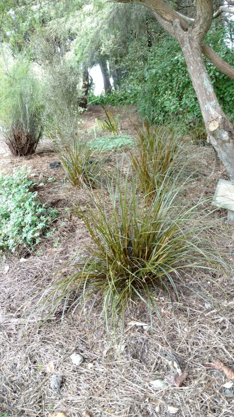 Uncinia uncinata plantplacesimage20161213_120400.jpg