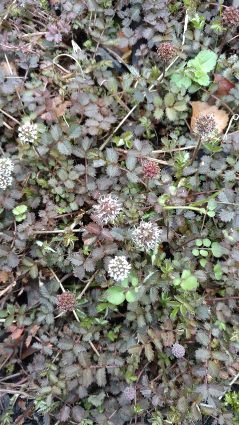 Chionochloa spiralis plantplacesimage20161213_120525.jpg