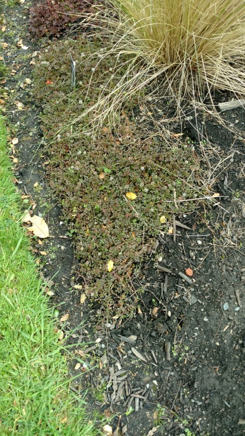 Chionochloa spiralis plantplacesimage20161213_120535.jpg