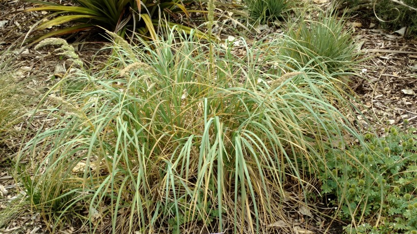 Poa foliosa plantplacesimage20161213_120749.jpg