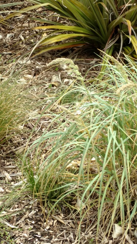 Poa foliosa plantplacesimage20161213_120803.jpg