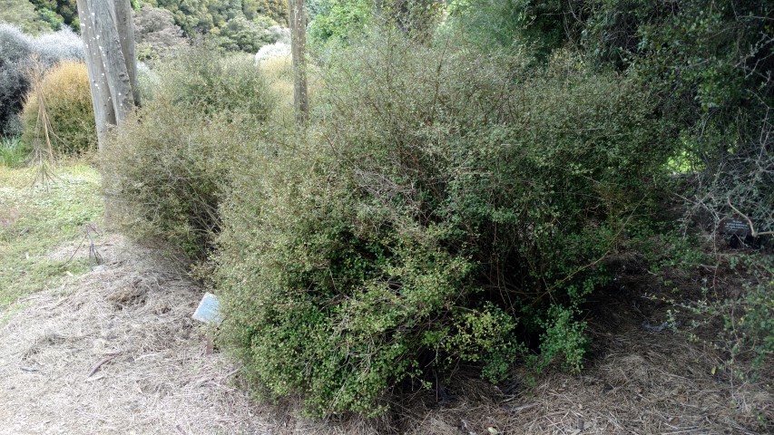 Teucridium parvifolium plantplacesimage20161213_121619.jpg